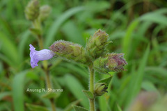 Pleocaulus sessilioides